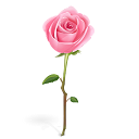 rose ermeidis